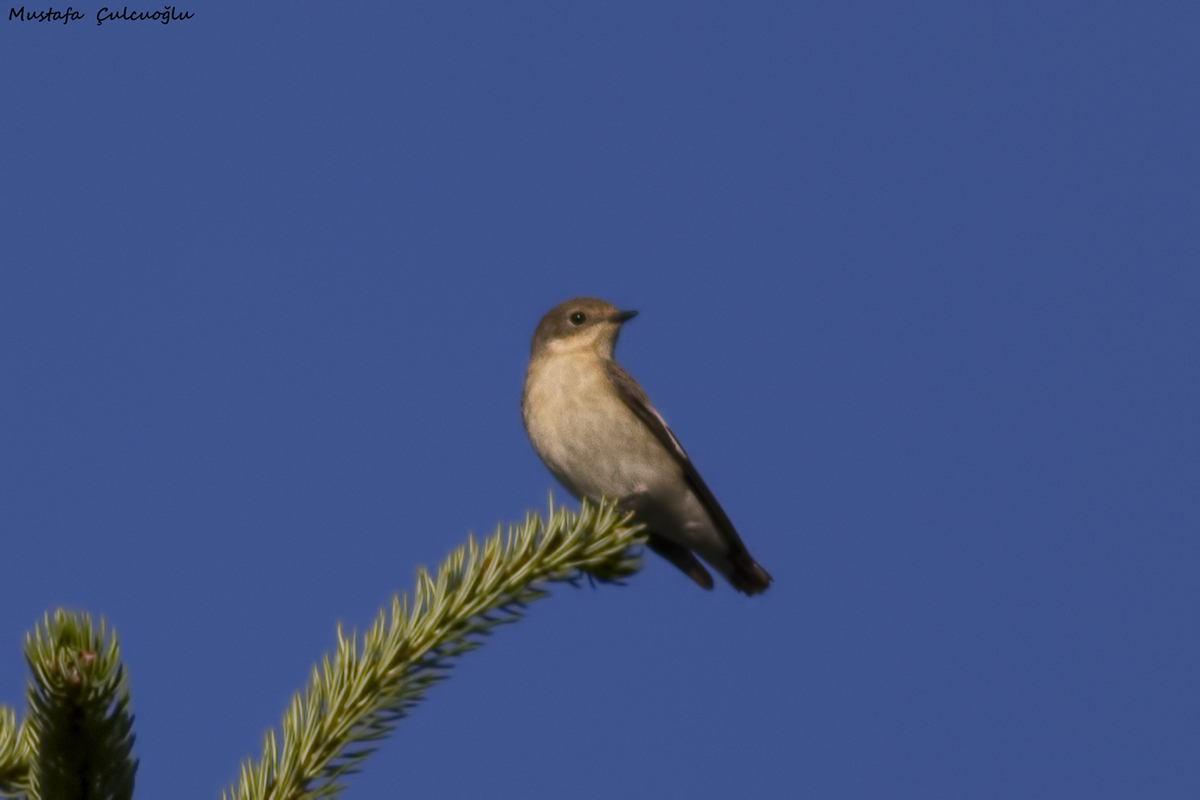European Pied Flycatcher